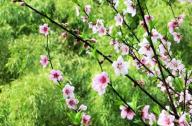 如何區(qū)分桃花和杏花？
