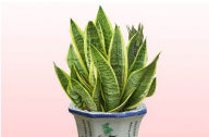 如何養(yǎng)殖虎皮蘭？